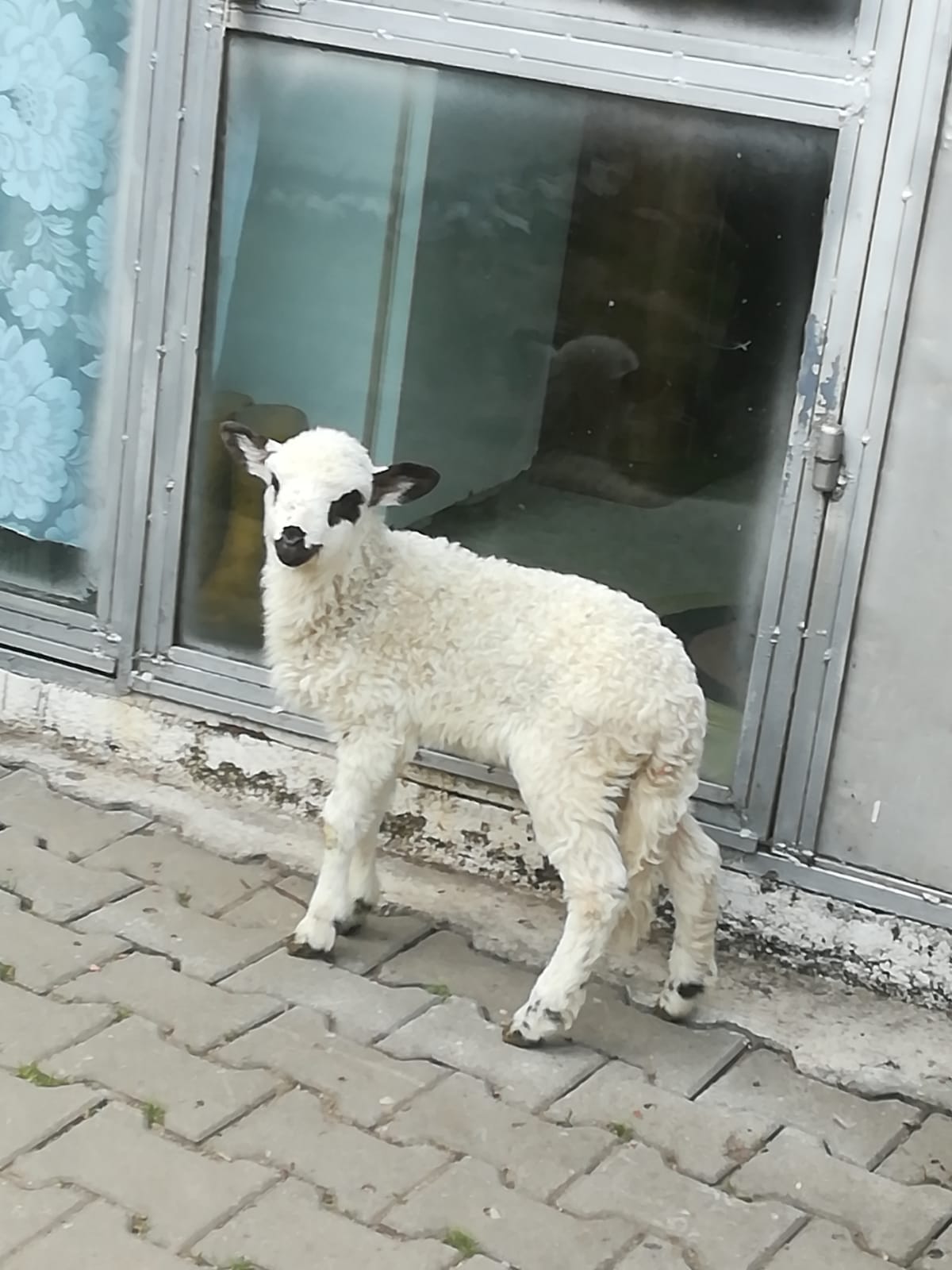 Mai mult spațiu pentru animalele salvate de Asociația Prietenii Berzelor din Cristian. Peticel și EEE sunt acum în grija Muzeului Astra