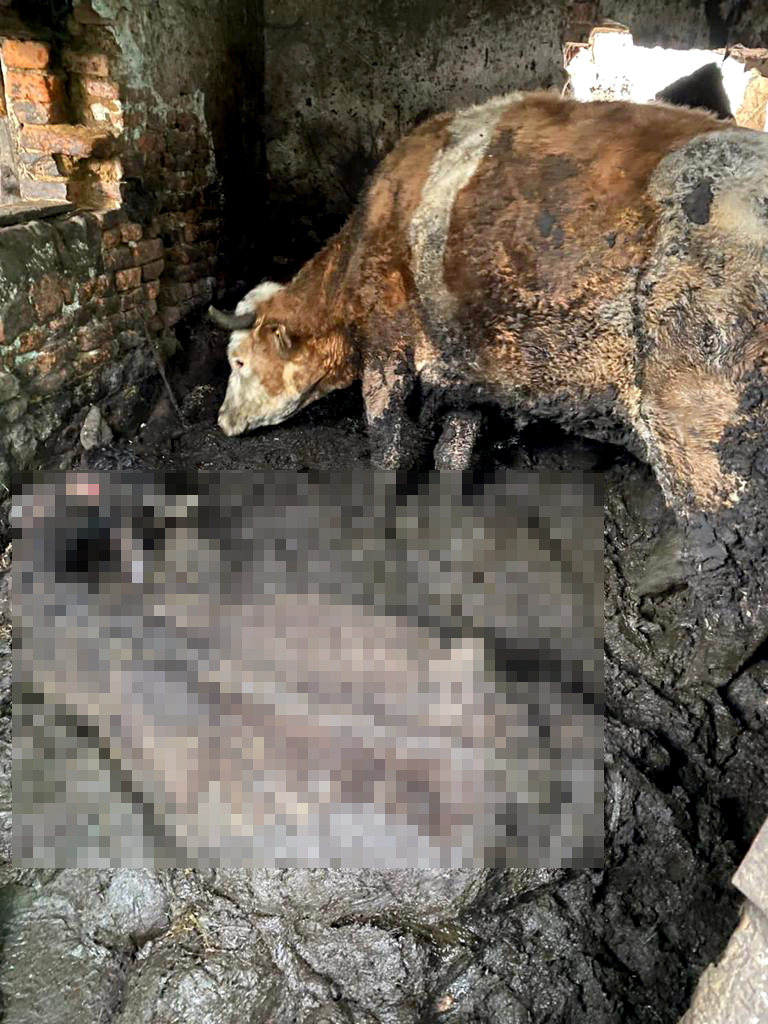 FOTO-VIDEO Două vaci moarte, altele în condiții inimaginabile, în curtea sibianului care acum doi ani și-a omorât calul în bătaie