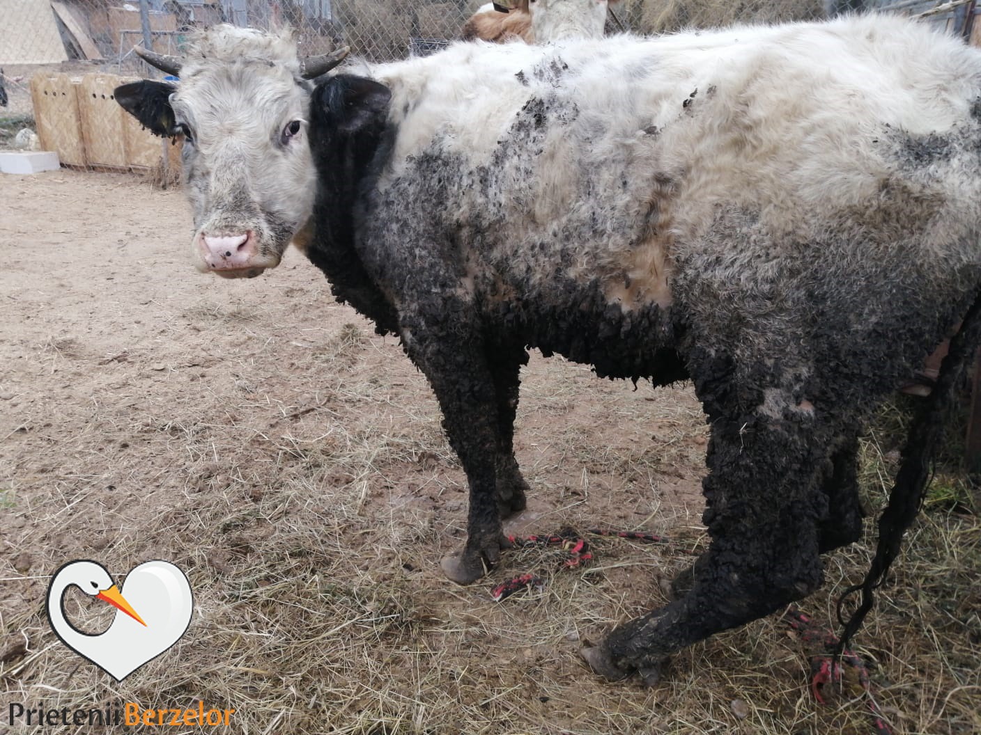 ”Prietenii Berzelor” au reușit să salveze două vaci din Valea Aurie. A treia a murit
