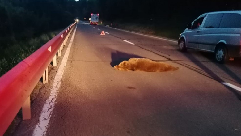 Ursul lovit ieri de mașină lângă Scoreiu a agonizat trei ore până a murit