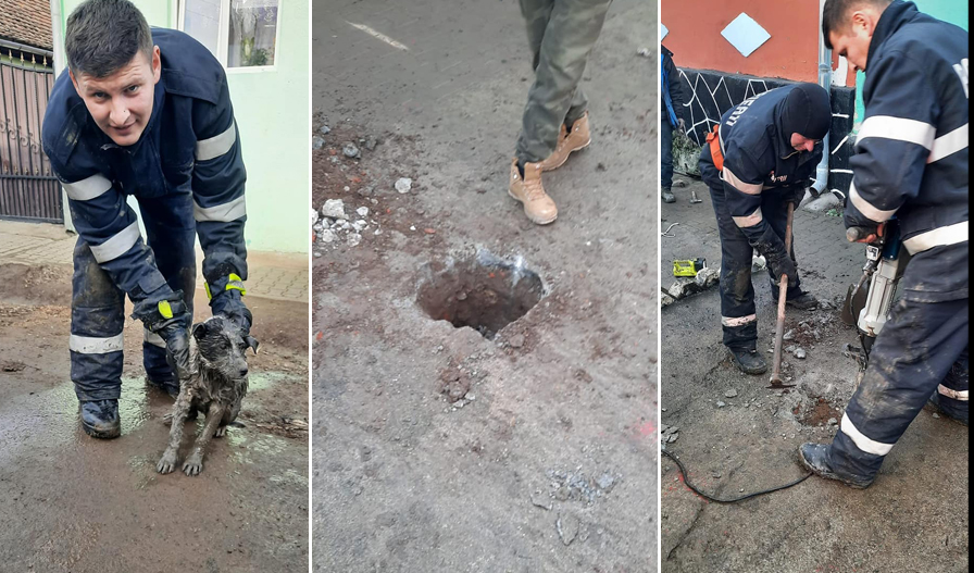 Cei de la ISU Sibiu au salvat un cățel blocat într-un canal pluvial