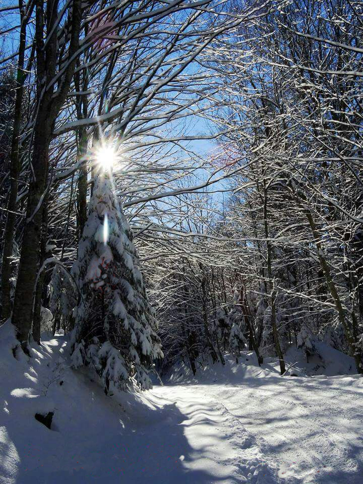 Mesajul Direcției Silvice Sibiu cu prilejul Sărbătorilor de iarnă