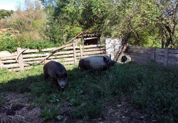 Două focare de pestă porcină africană la mistreți, în comunele Rășinari și Marpod