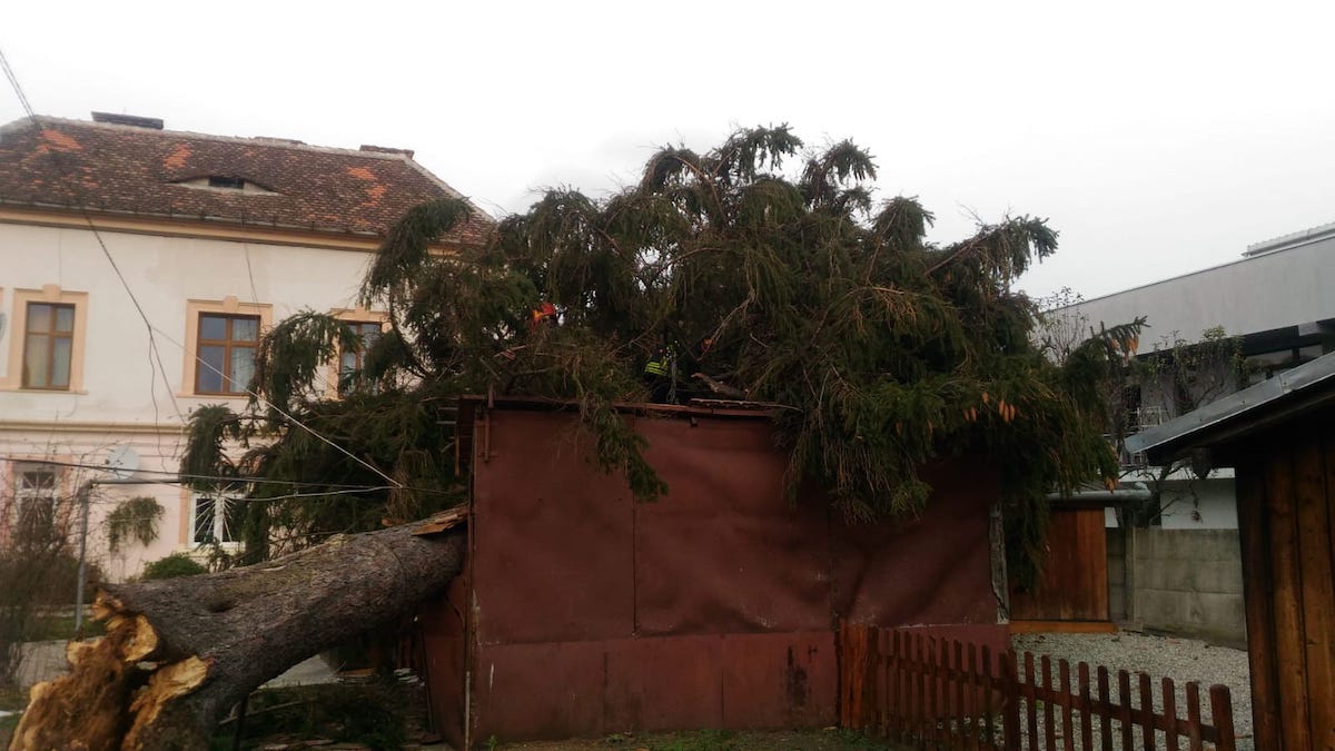 Un brad de 15 metri a căzut peste acoperișurile unor garaje