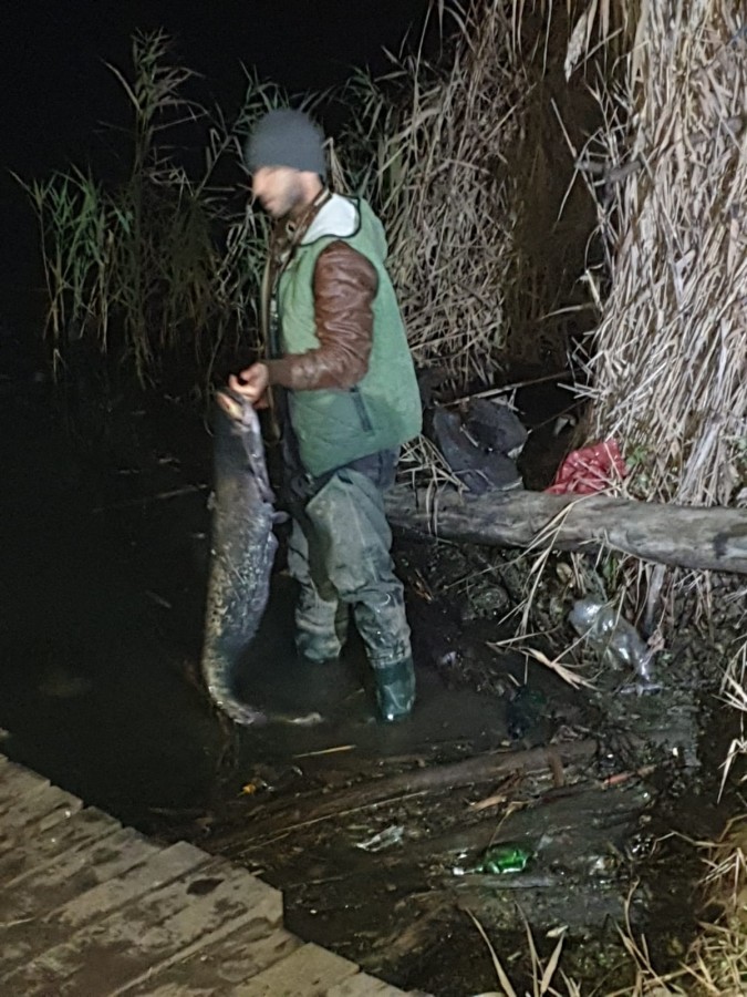Brașovean prins la braconat pe Olt. Peste 300 de kg de pește au fost aruncate înapoi în apă