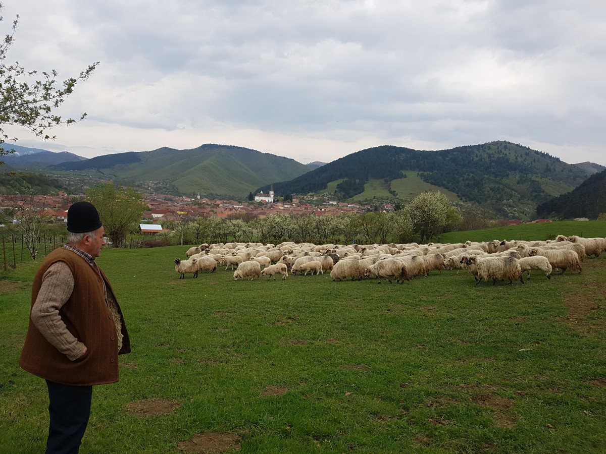 Falimentul ciobanilor. ”Dacă ni se ia exportul de miei ne-au terminat, ăsta e adevărul”