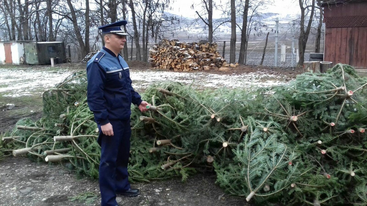 Un sibian a fost amendat pentru că transporta 26 de brazi, fără aviz