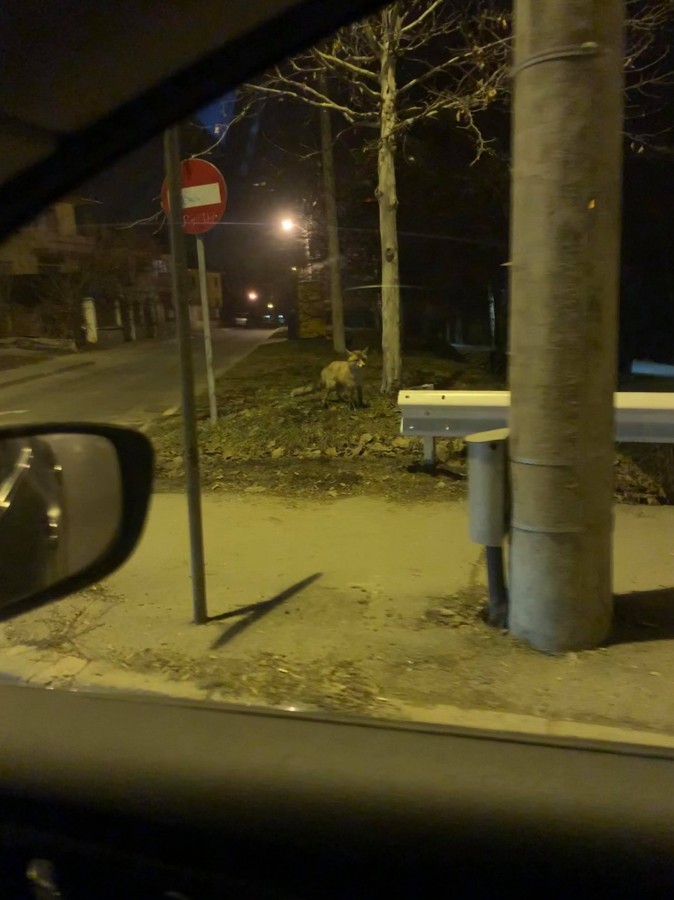 Vulpe văzută în Sub Arini
