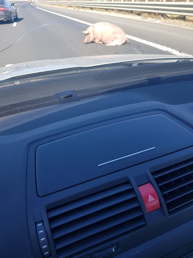 FOTO - Porc rănit pe Centura Sibiului, după ce a căzut dintr-o mașină
