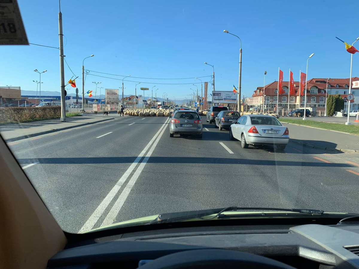 Sibiu, sat frumos! Oile au ieșit la păscut pe Șoseaua Alba Iulia