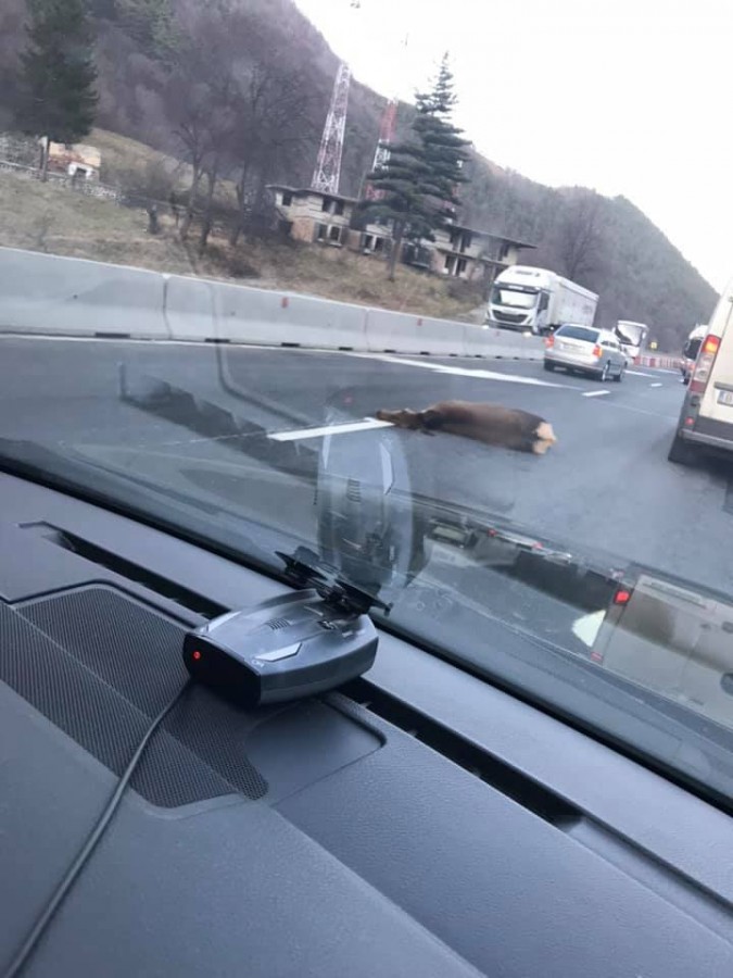Căprioară lovită de un camion, pe Valea Oltului, între Boița și Lazaret