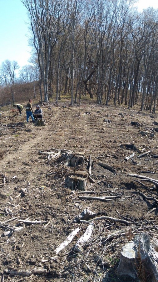 O comunitate strivită de camioane. ”Noi nu mai tăiem niciun copac, dar sute de camioane trec pe drumurile noastre”