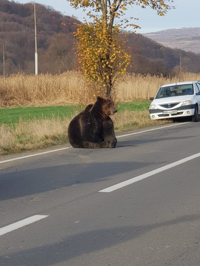 La moartea unui urs. Animalul a fost împușcat, prefectul a fost demis