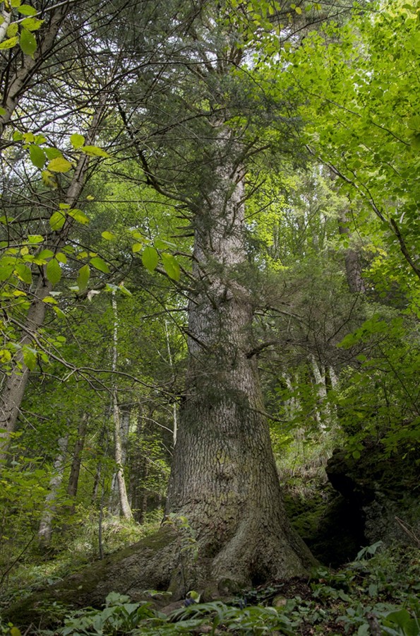 Arborele anului 2020: Bradul de la Gura Râului, pe locul 5 în Europa