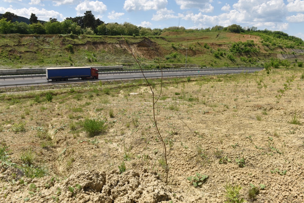 FOTO VIDEO Operațiunea Salcâmul pe autostradă: jumătate din puieți s-au uscat