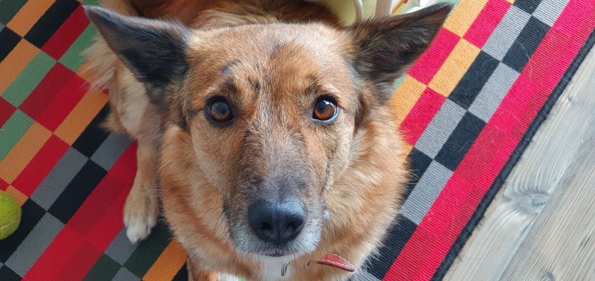 Sfaturi în contextul dezinfecțiilor din oraș: ”spălați lăbuțele animalelor de companie cu apă și șampon”