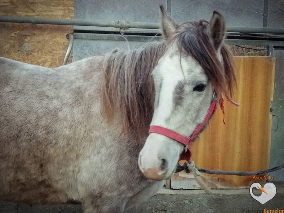 Cal lăsat să tremure noaptea în frig, pe câmp la marginea Sibiului. L-au salvat iubitorii de animale