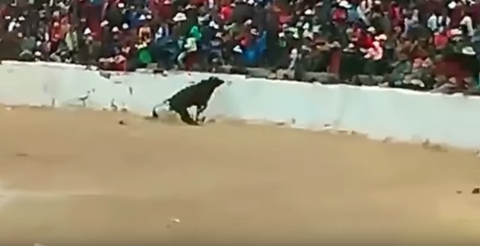 VIDEO | Imagini înfiorătoare de la o coridă din Peru. Un taur a năpustit peste spectatori