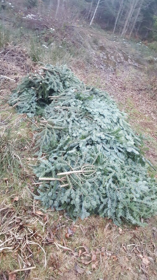 Trei tineri au fost prinși la furat: aveau 100 kilograme de cetină de brad