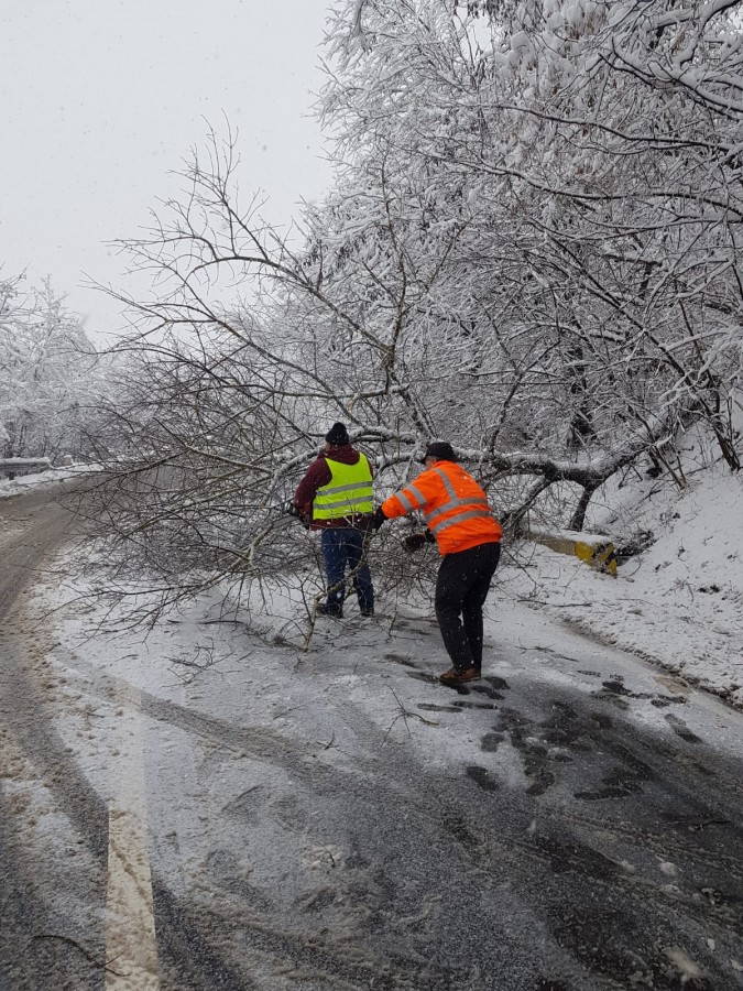 Trafic blocat pe un sens, între Mediaș și Târnăveni. A căzut un copac