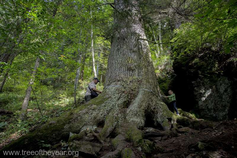 Un copac din județul Sibiu, vechi de peste 500 de ani, în finala concursului Arborele European al Anului 2020