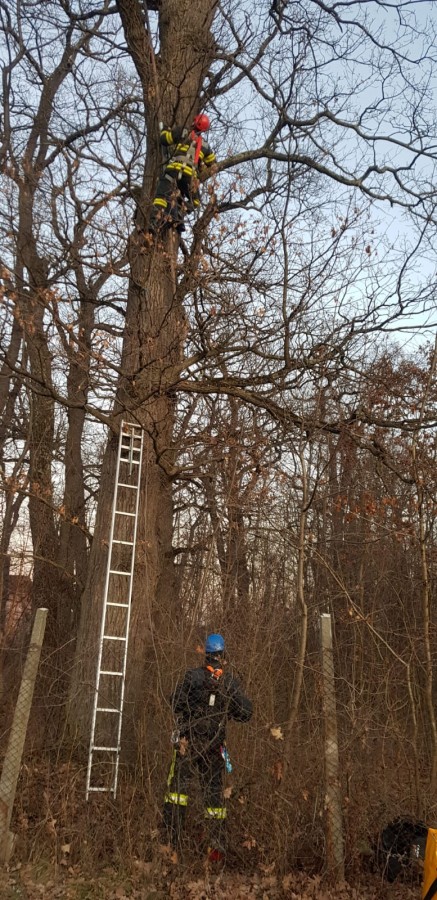 Parcul Sub Arini: Intervenție a pompierilor pentru îndepărtarea unei crengi ce punea în pericol trecătorii