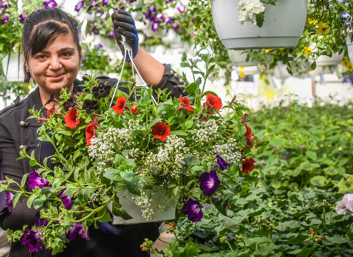 Reguli pentru o grădină de vis. Secretele îngrijirii petuniilor