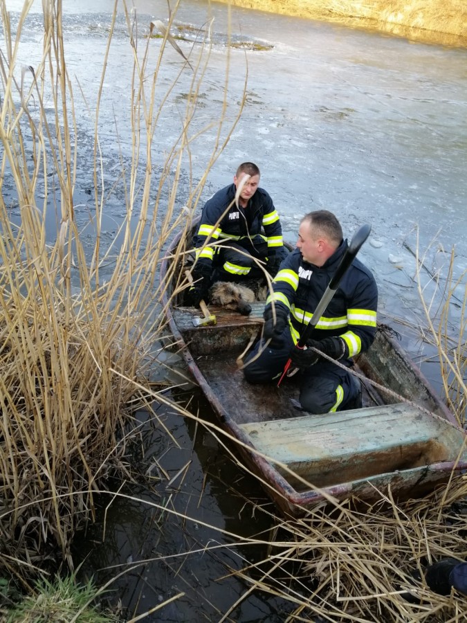 Cățel salvat de pompieri, după ce a căzut într-un lac din Cisnădie