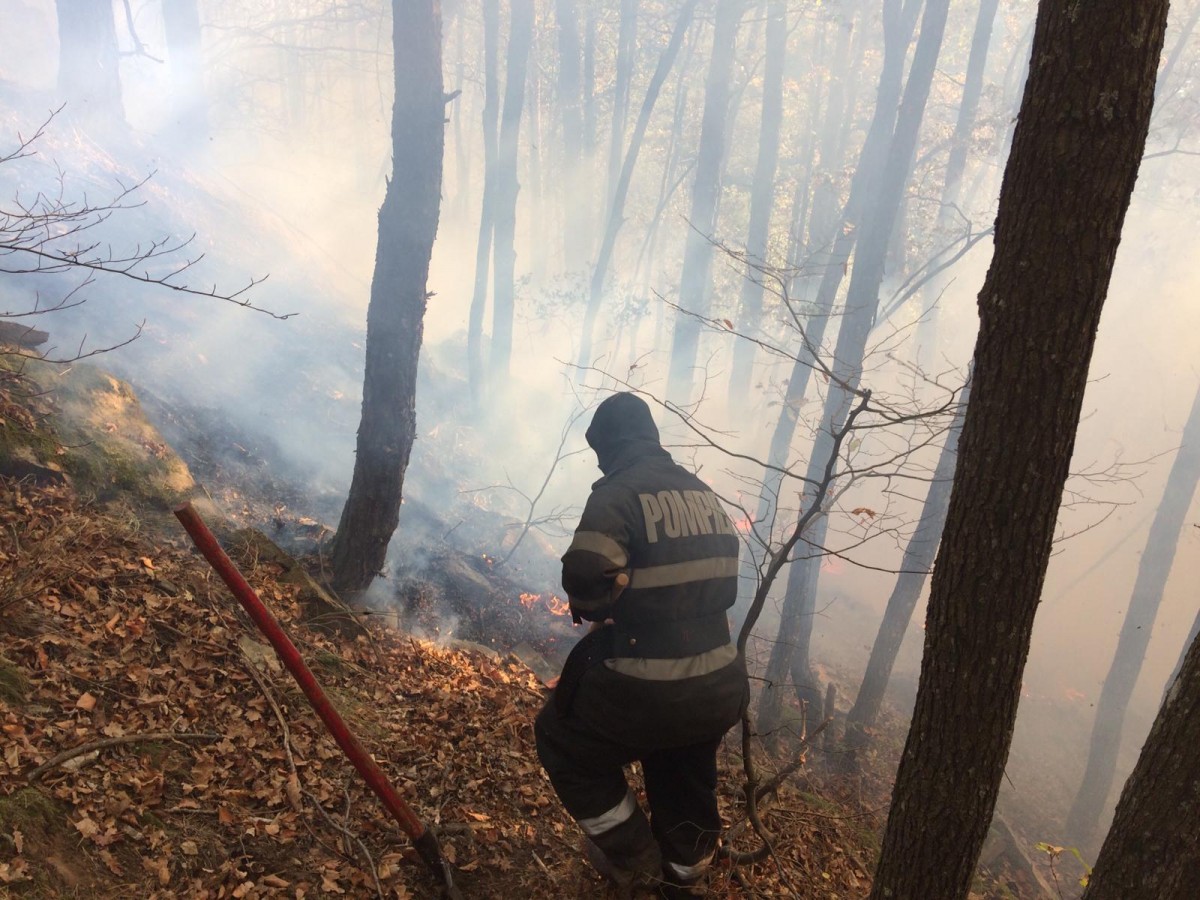 Actualizare. Incendiu de pădure în zona Măgura, Cisnădie