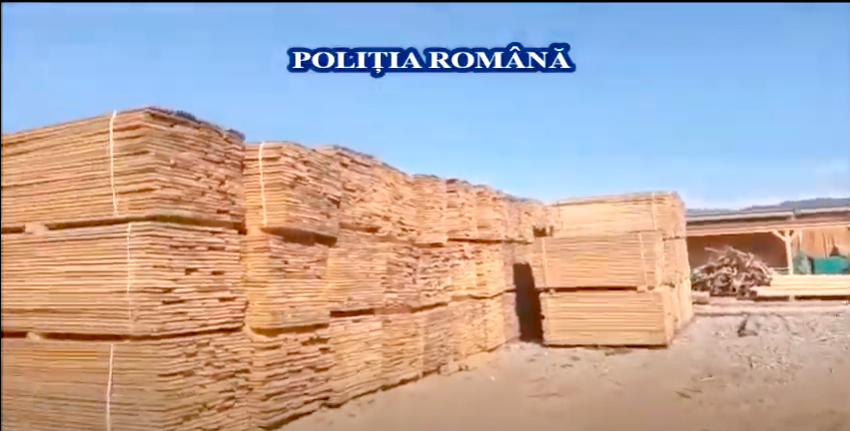 VIDEO. Urmările perchezițiilor de marți: șase persoane reținute și 1.900 de metri cubi de lemn furat