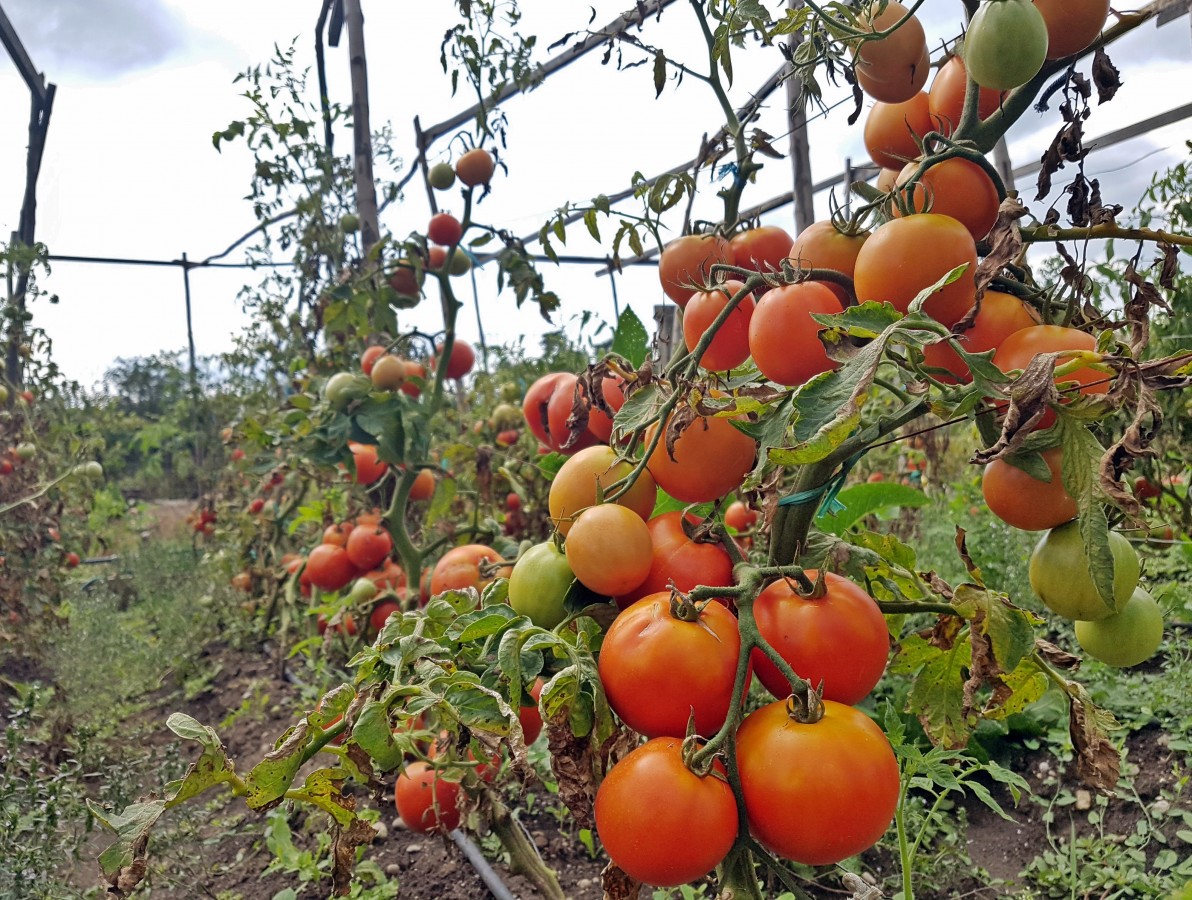 Utilizarea culturilor mixte în grădină. Tabelul “plantelor bune vecine“