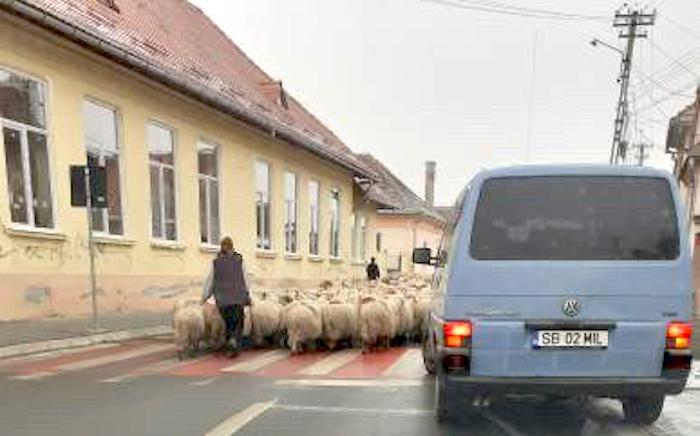 VIDEO Sibiu, sat frumos! ”Am stat 20 de minute, la coadă, după oi!”