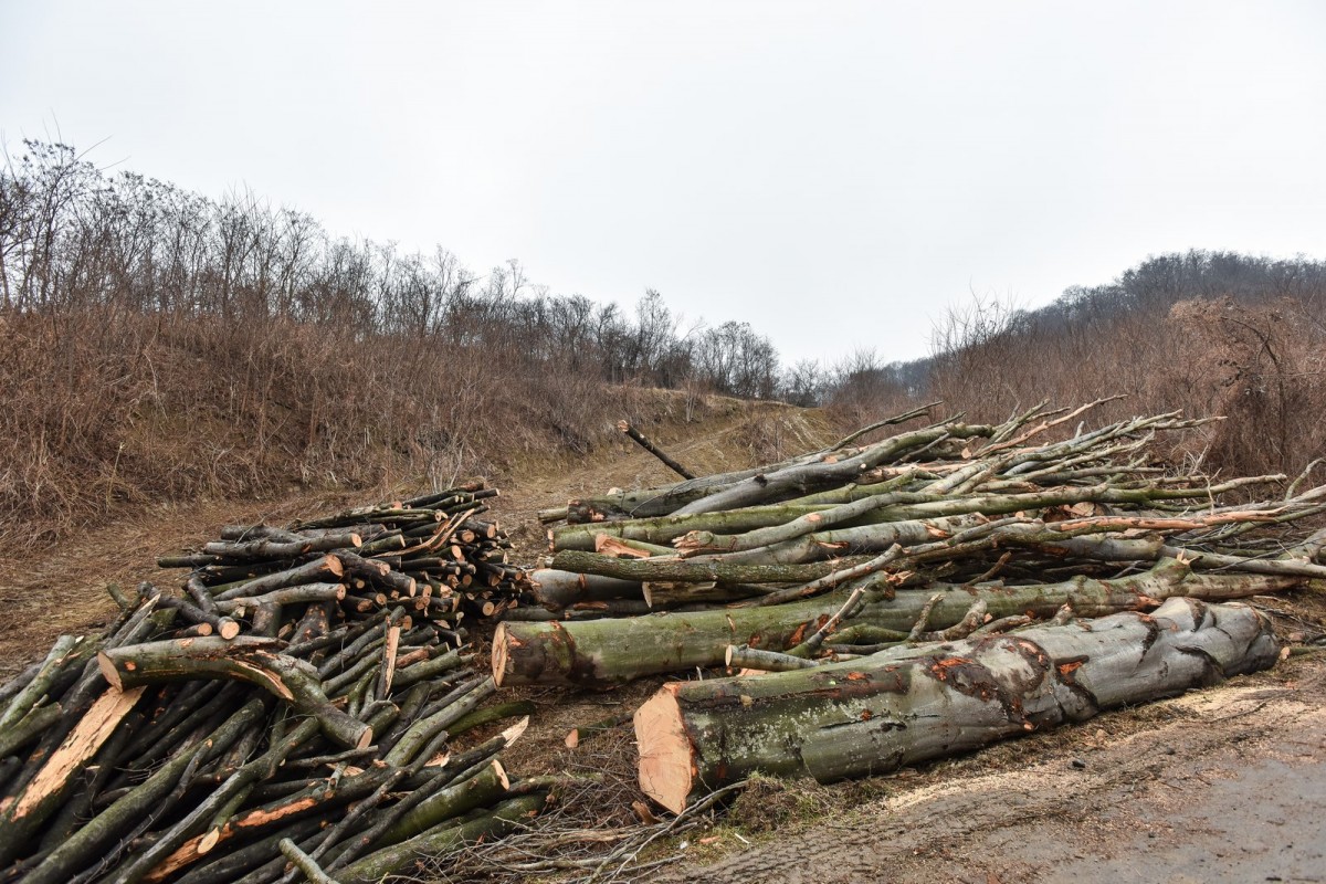 Scutul Pădurii. 3mc de lemne furate din Valea Lungă
