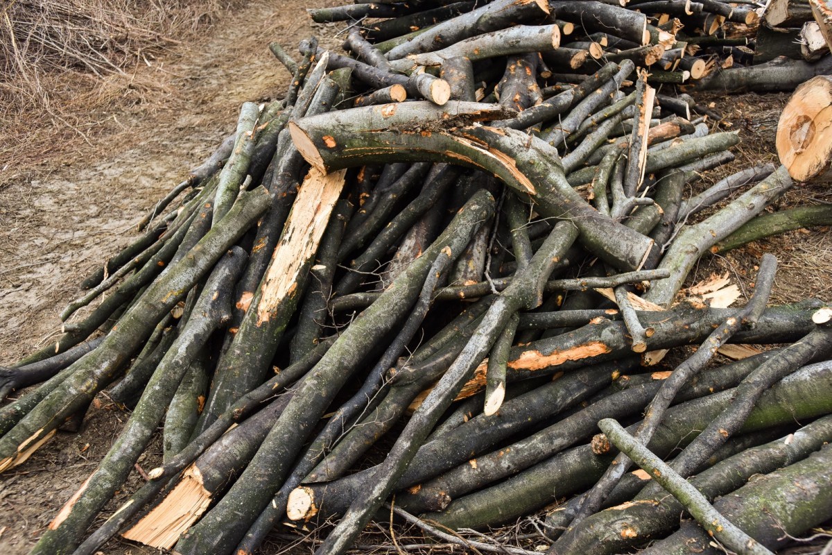 Amendă de 1.000 de lei, pentru un tânăr care transporta lemn furat