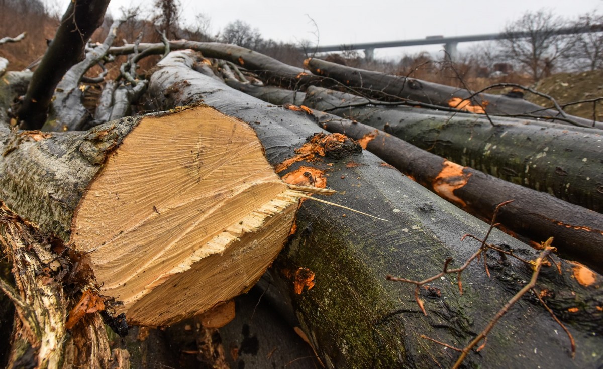 Ministrul Mediului explică de ce nu se interzice tăierea arborilor pe durata stării de urgență. ”Vor falimenta imediat”