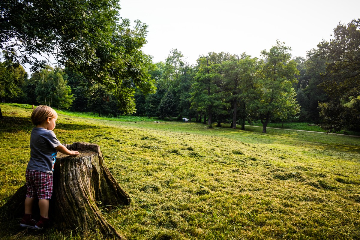 Copacii din Parcul sub Arini vor avea plăcuțe informative
