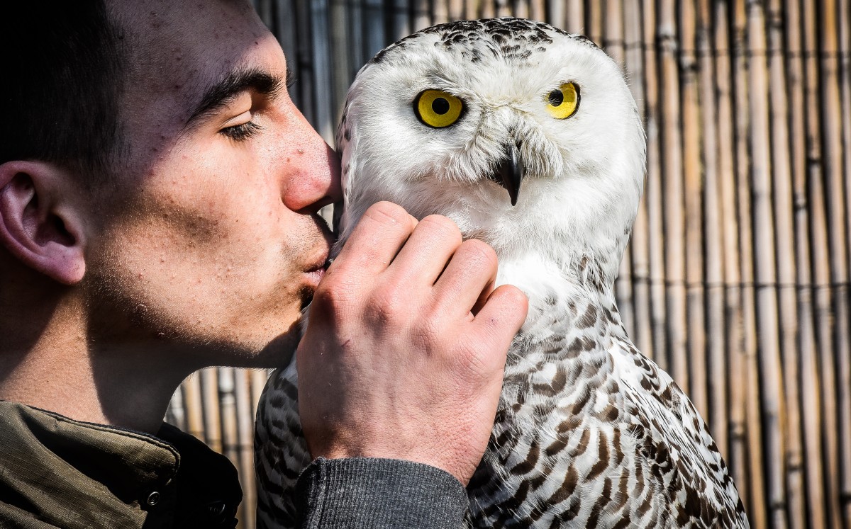 Prietena mea, bufnița. Un sibian vrea să deschidă primul centru pentru păsări de pradă din România/FOTO