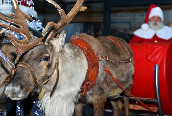 Întâlnire cu Moș Crăciun și renii lui. La Zoo