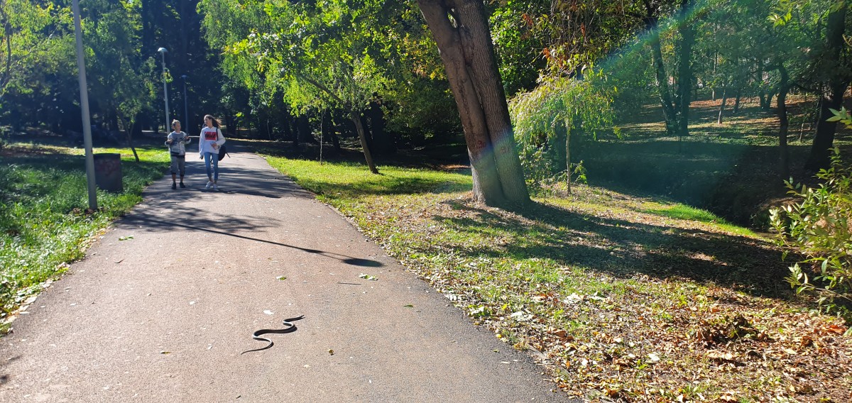FOTO - Parcul Sub Arini e plin de viață: După vulpi și veverițe avem șerpi