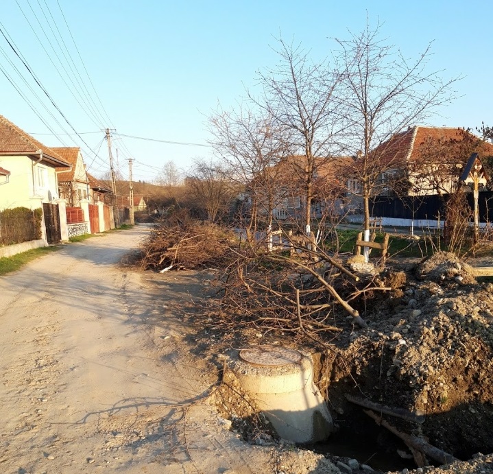 Pomi tăiați, lăsați pe marginea drumului. Primarul: Unde să-i duc?