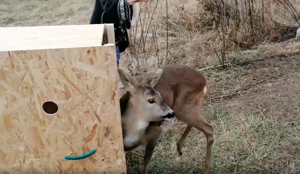 Căprioară eliberată în natură, după ce a fost lovită de mașină și apoi îngrijită de o asociație sibiană VIDEO