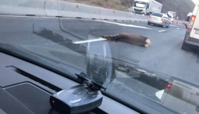 Căprioară lovită de un camion, pe Valea Oltului, între Boița și Lazaret