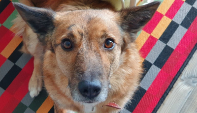 Sfaturi în contextul dezinfecțiilor din oraș: ”spălați lăbuțele animalelor de companie cu apă și șampon”