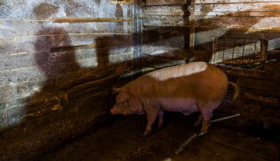 Pesta porcină a ajuns în Șelimbăr: 29 de porci au fost uciși. Sibiul a intrat în zona de protecție