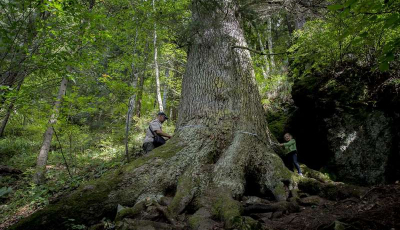 Un copac din județul Sibiu, vechi de peste 500 de ani, în finala concursului Arborele European al Anului 2020