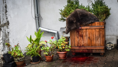 ACTUALIZARE. Ursul a fost împușcat! | FOTO - VIDEO