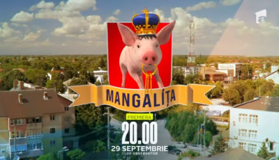 VIDEO Mangalița - rasă de porc sau serial de comedie la Antena 1? Crescătorii se revoltă: „Ne afectează imaginea”