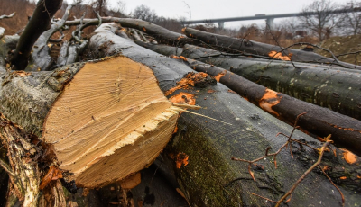 Ministrul Mediului explică de ce nu se interzice tăierea arborilor pe durata stării de urgență. ”Vor falimenta imediat”