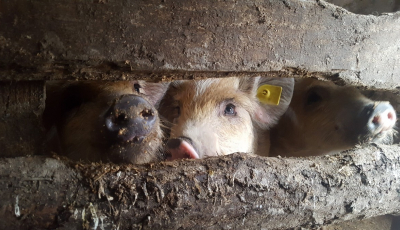Vremea pestei porcine în Sibiu: zeci de animale vândute on-line. ”Este infracțiune!”