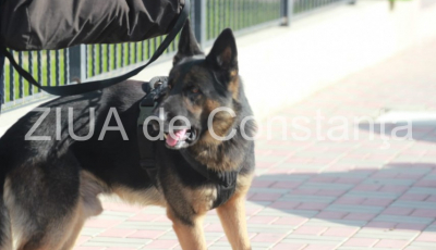 Roby, câinele antrenat la Sibiu care salvează vieți în Constanța. Acum căută copilul pierdut de 8 ani din Pecineaga